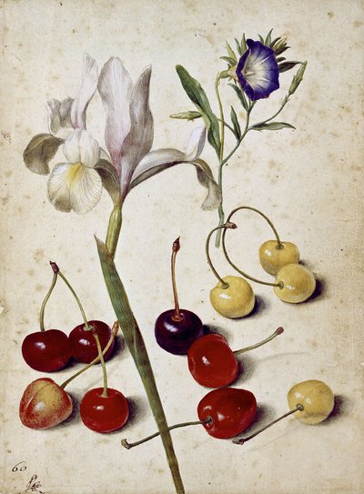 Iris espagnol, volubilis et cerises - Georg Flegel